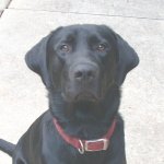 Doggerboy.jpg