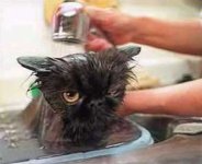 How-to-Wash-Your-Cat.jpg