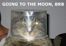 going-to-the-moon-brb-cat-cats-kitten-kitty-pic-picture-funny-lolcat-cute-fun-lovely-photo-image.jpg