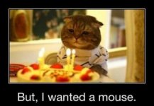 funny-cat-pics-but-i-wanted-a-mouse-birthday-300x208.jpg