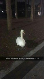 mean pokemon goose.jpg