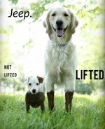 jeep-dogs.jpg