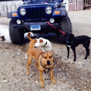 My monsters and my jeep