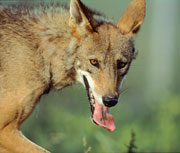 030131_redwolf-3.jpg