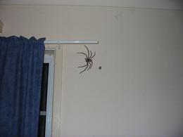 clockspider1747-2.jpg