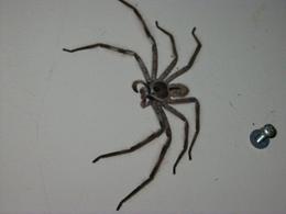 clockspider1748-2.jpg