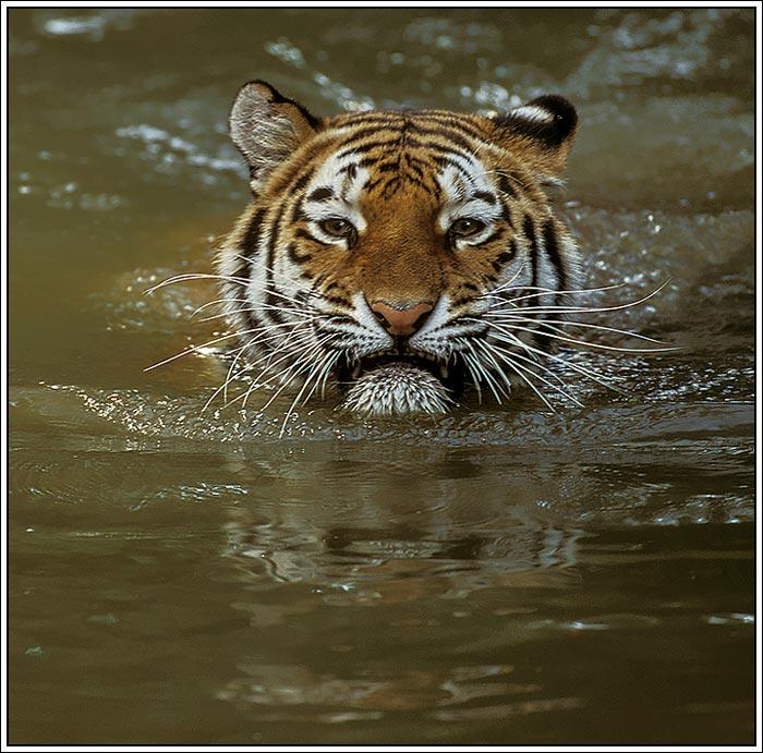 swimming_tiger-1.jpg